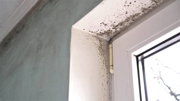 Best Industrial Mold Remediation in Kodi Station, AK